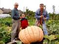 Huge Pumpkin  Ogromna Dynia