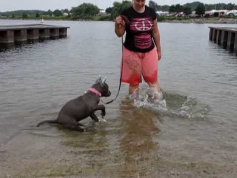 bandog