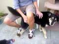 videos de Zoe and Belle in Their New Home