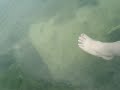 While in TX, my friend and I met a fish who really like toes, so this is a video showing his fetish. :D