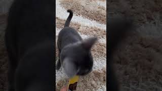 Russian Blue Cat 'Mavi' is eating greedily reward food (: