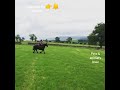 Horse ridding in meadow - Chocolate horse - Horse lover - Cute moments - pets & animal's lover