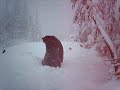 mother-cougar-vs-grizzly-bear.html