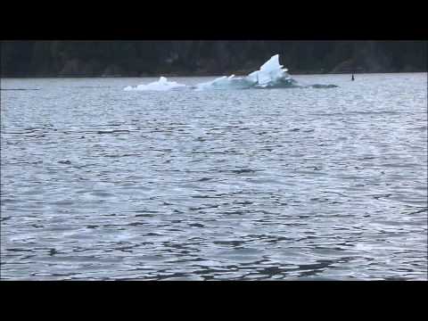 Icy Bay Camping How to - Pod of Orcas in Icy Bay, Prince William Sound, Alaska.