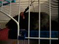 videos de Ratties!