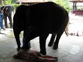 Jauny's elephant massage Jauny's elephant massage