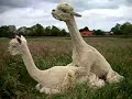 Alpaca Mating