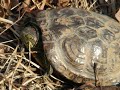 Painted Turtle