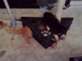 chat contorsionniste