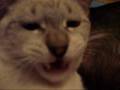 Crazy cat, neurotic dog