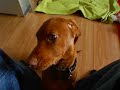 The First Days Of A Vizsla