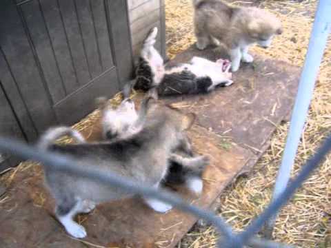 puppy play AB2 and litter mates