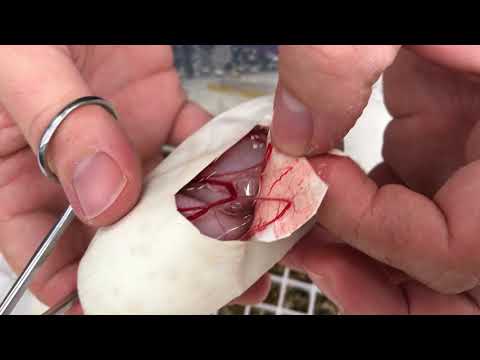 YouTube reptile video