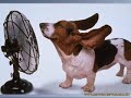 Slides de Animais Engracados