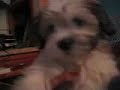 chuie can dance!