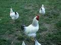 videos de Chickens cooling off in the 