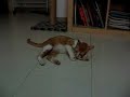 cat-adoption-juno-playing-toy-rat.html