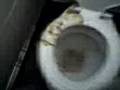 videos de babs toilets