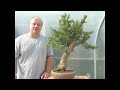 Italian Cypress Bonsai Styling Demonstration