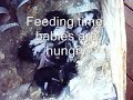 Nursing bunnies, milk belly, BunnyCentral.com
