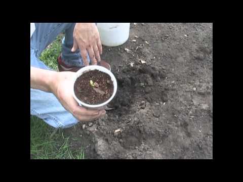 how to transplant pumpkins