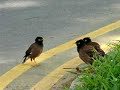 Bird Talk
