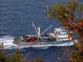Araklı Balıkcı Karadeniz ve Balıkcılık www.arakli.biz