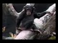 grado funky monkey