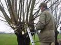 videos de IVN knot wilgen in Gelselaar