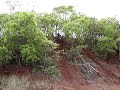 subida da limeira subida da limeira