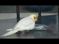 Calopsta namorando saco plástico Calopsta namorando saco plástico