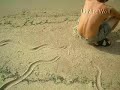 UFO TRIO GROPING MORON LMAO Oops Sexy Alien Triple Tentacle Massage xXx WTF LOL Slip Oil Tan Drop Sand Swim Embarrass Khaki Uniform Runner