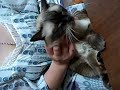 ねこだってかたこりするの？