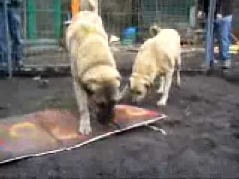 Kangal Power - kurdish kangal dogs Netherland.