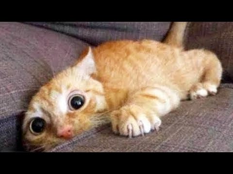 Funny Cat Videos - Cat videos 2020 | Life Funny Pets