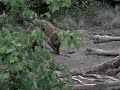 Hyena Eating Giraffe 2: More Guts, More Glory Hyena Eating Giraffe 2: More Guts, More Glory