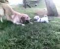 Golden Retriever (Rooten y Pekin)