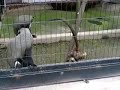 Asahiyama Zoo in Asahikawa city, Hokkaido, Japan