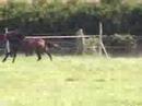 chevaux chevaux