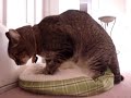 Mynx The Nasty Cat