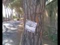 Evolvenza - AMNESTY - AMNISTIA