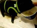 Teacup pig eating cheerios n' milk