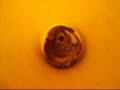 Guinea Pig Tube