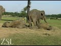 Sleeping elephants Sleeping elephants