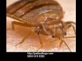 Bedbug Contracts