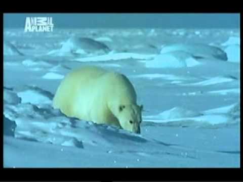 Арена сражения. Белый медведь , нерпа