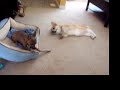 Blue and Annie