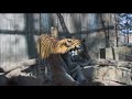 Theres a new roar being heard at the Calgary Zoo