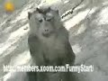 Funny Shocking Monkey Scare Funny Shocking Monkey Scare