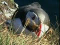Migratory BIrds Migratory BIrds
